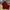 Adidas Y2K Sportswear Jersey Pria Red