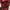 Eiger excelvior 75 L Red photo 1