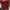 Eiger Excelvior 75 L Red