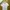 Armani	 Luxury Minimalist Polo shirt Pria purple photo 2
