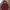 Top Ten Casual Hoody Pria burgundy photo 2
