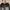 Millet Outerwear Kids brown black photo 5