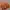 MLB Vintage Streetwear Hat Pria yellow brown photo 1