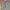 Bean Pole Pants