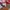 Timberland full leather big size US14 or  ins 32 to 33 cm photo 1