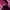 Adidas Streetwear Casual Casual shoe Pria burgundy photo 3