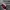 Adidas Streetwear Casual Casual Shoe Pria Burgundy