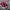 Adidas Streetwear Casual Casual Shoe Pria Burgundy