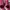 Adidas Streetwear Casual Casual shoe Pria burgundy photo 4