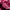 Adidas Streetwear Casual Casual shoe Pria burgundy photo 5