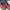 Vans Streetwear Skater Sneakers Pria burgundy black photo 4