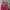 Dior Casual Handbag Wanita pink orange photo 3