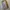 Black Diamond Sportswear Minimalist Windbreaker Pria gold tan photo 3