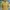 Black Diamond Sportswear Minimalist Windbreaker Pria Gold Tan