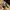 Lucky Brand Hats Floral Print Suede Visor photo 6
