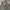 Military Cargo Pants Camo US/Korean Army  photo 2
