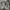 Military Cargo Pants Camo US/Korean Army  photo 7