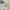 OLIVE des OLIVE Lolita Fairy Cami top Wanita white red photo 4