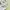 Lolita Fairy Cami top Wanita white pink photo 4