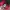 Hat New Era Colab NFL 9 Twenty photo 3