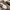 PUMA SPEEDCAT BROWN photo 2