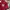 Kaos polo shirt Adidas Football AC MILAN colour Red Size M photo 3