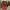 Blouse chongsam premium new photo 1