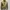 Harrington Suede Army photo 7