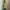 Napapijri M65 field military army jacket vintage photo 3