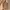 Miniso Casual Shoulder bag Wanita tan photo 3