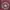 CONVERSE Track Jacket Windbreakers Maroon photo 3