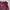 CONVERSE Track Jacket Windbreakers Maroon