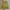 yellow mini skirt summer photo 7