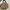 Coach Casual Crossbody Bag Wanita tan photo 2