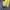 Sportswear Track jacket Pria yellow photo 5
