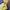 Sportswear Track jacket Pria yellow photo 3