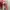 VANS AUTHENTIC RED photo 4
