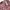 Zara Minimalist Skirt Wanita multicolor photo 4