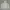 Dickies sherpa basic logo  photo 1