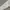 Dickies sherpa basic logo  photo 5