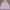 Adidas trefoil big logo  photo 1