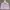 Adidas trefoil big logo  photo 3