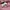 Pull & Bear Minimalist Casual Bodycon dress Wanita pink photo 4