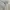 Champion Streetwear Hoody Pria gray photo 4