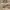 Lee Vintage Casual Casual pants Pria tan photo 4