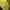 Thenorthface fivepanel trailrun yellow photo 5