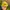 Thenorthface fivepanel trailrun yellow photo 4
