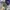 Oakley Metal Logo Truker Olive Green