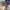 Oakley metal logo truker olive green photo 4