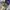 Oakley metal logo truker olive green photo 2